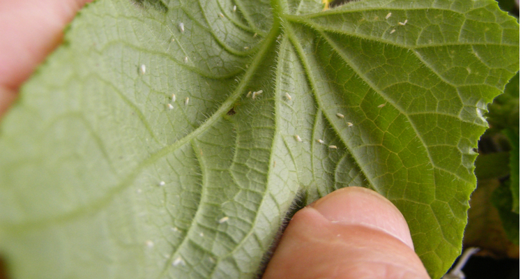 Drone dropt insecten om kleinere insecten te eten in Flevoland